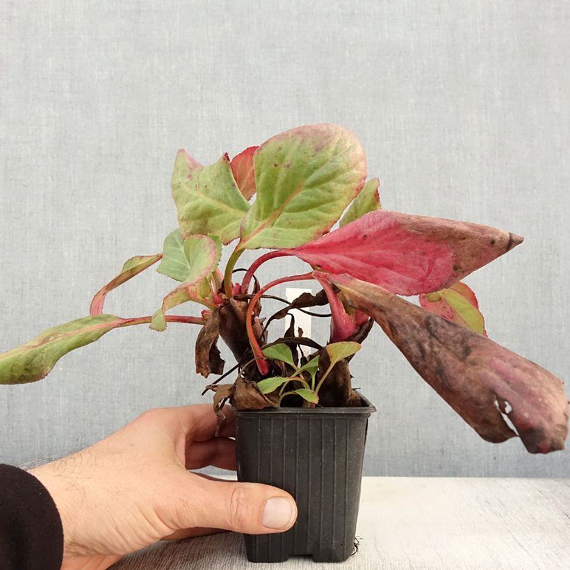 Exemplaar van Bergenia Bressingham White - Schoenlappersplant Kweekpotje van 8/9 cm zoals geleverd in de herfst