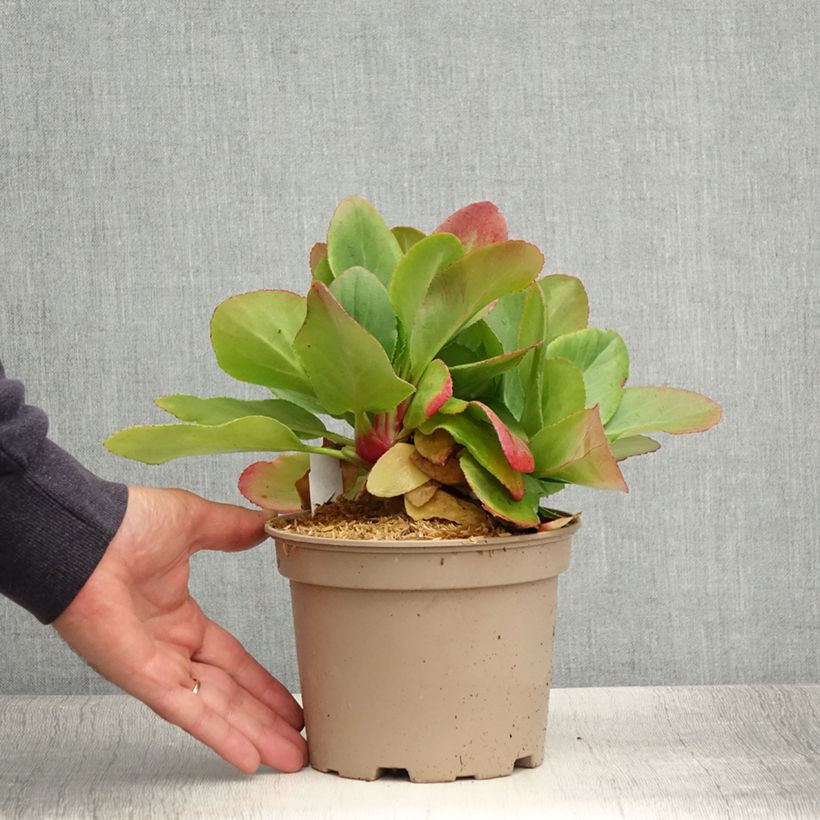 Exemplaar van Bergenia Bressingham White - Schoenlappersplant Pot van 1,5 l/2 l zoals geleverd in de zomer