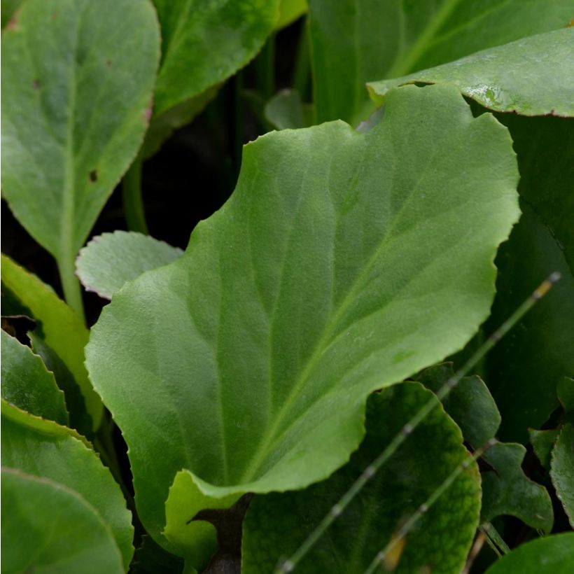Bergenia cordifolia - Schoenlappersplant (Foliage)