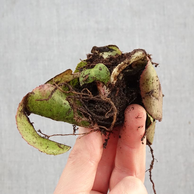 Exemplaar van Bergenia cordifolia - Schoenlappersplant Naakte wortel zoals geleverd in de winter