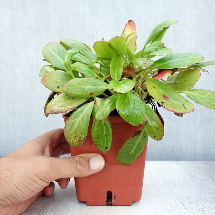 Exemplaar van Bergenia cordifolia Silberlicht - Schoenlappersplant Pot van 1 l/1,5 l zoals geleverd in de zomer