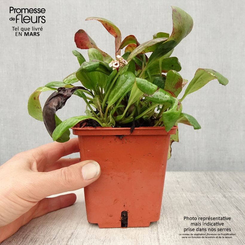 Exemplaar van Bergenia cordifolia Silberlicht - Schoenlappersplant Pot van 1 l/1,5 l zoals geleverd in de lente