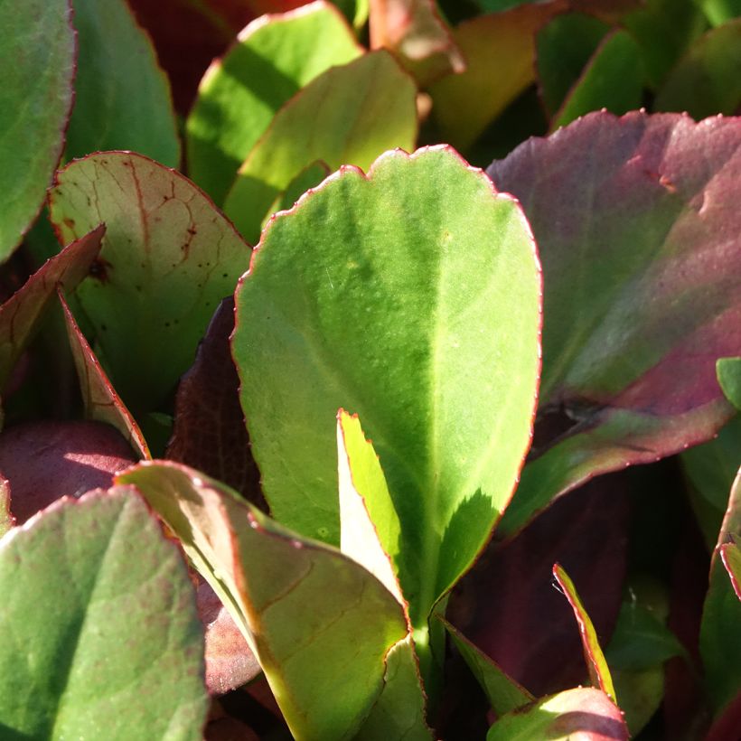 Bergenia cordifolia Flirt - Schoenlappersplant (Blad)
