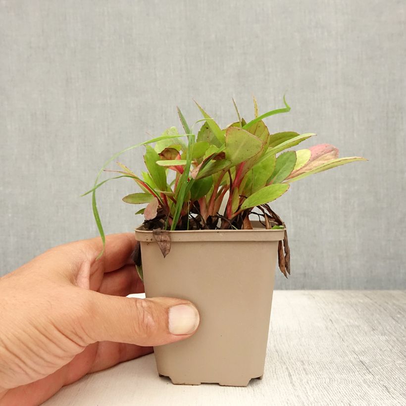 Exemplaar van Bergenia cordifolia Flirt - Schoenlappersplant Kweekpotje van 8/9 cm zoals geleverd in de zomer