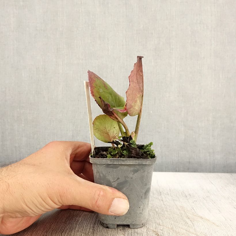 Exemplaar van Bergenia Abendglut - Schoenlappersplant Kweekpotje van 8/9 cm zoals geleverd in de herfst