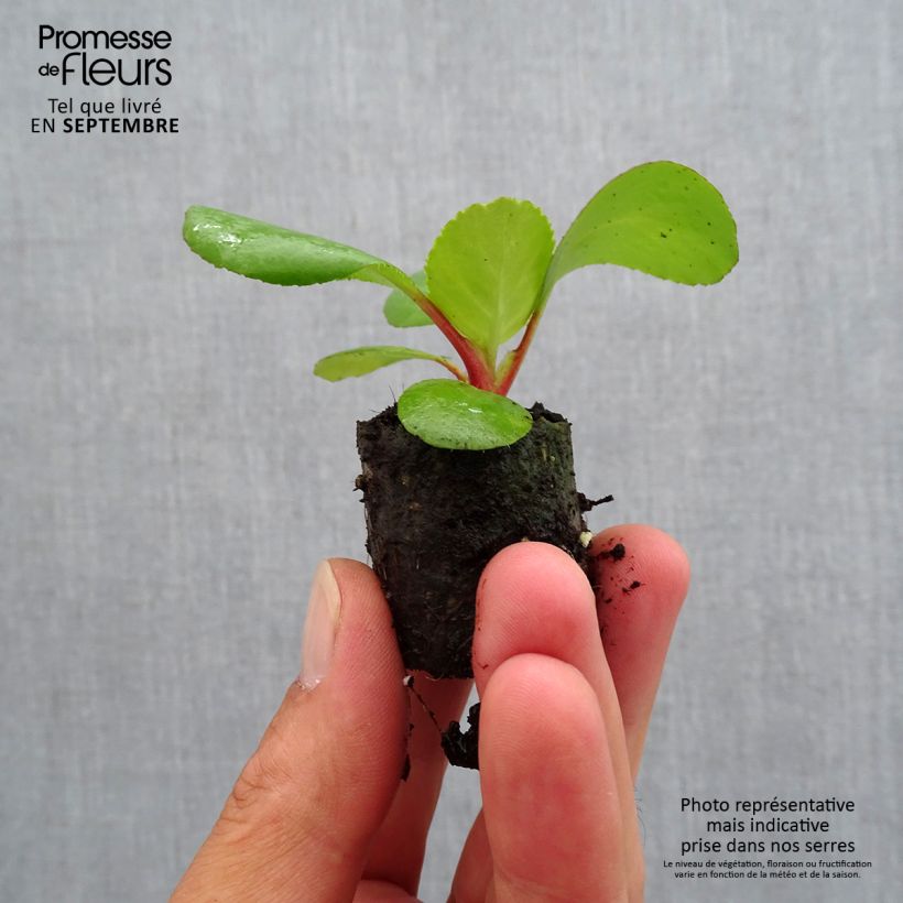 Example of Bergenia Harzkristall - Schoenlappersplant Mini-mot Ø 3/4 cm as you get in automne