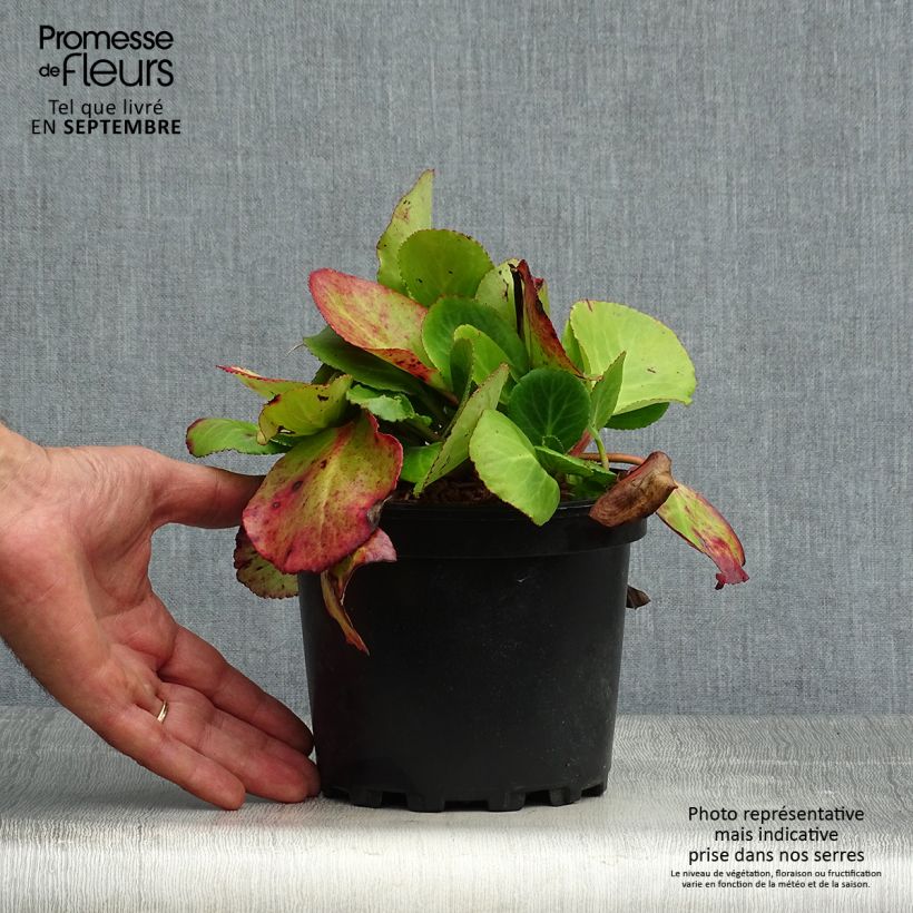 Exemplaar van Bergenia Harzkristall - Schoenlappersplant Pot van 2 l/3 l zoals geleverd in de herfst