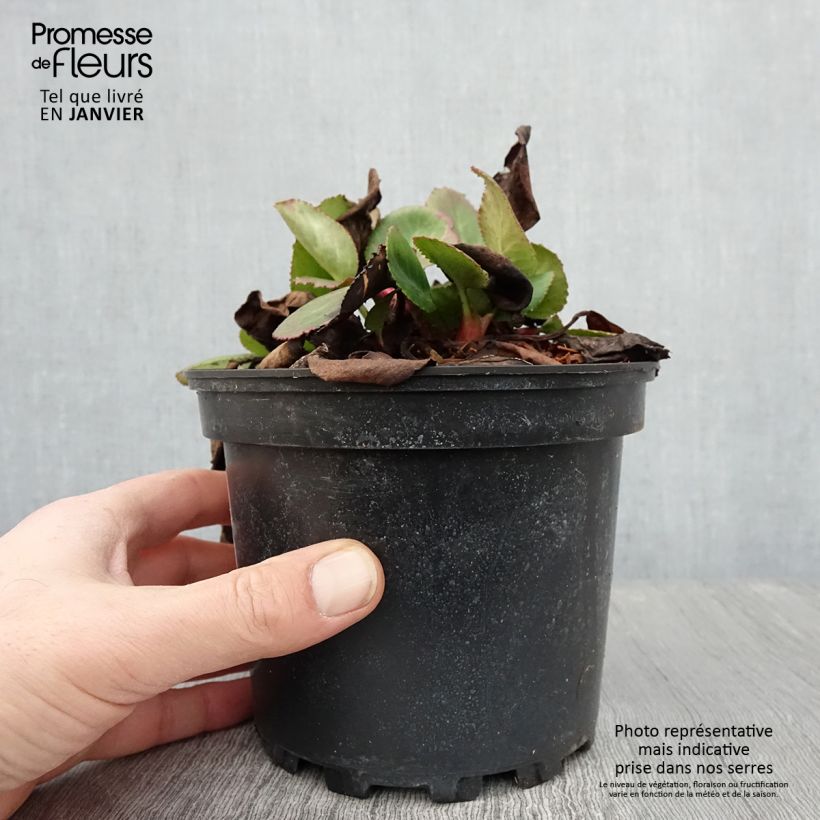 Example of Bergenia Harzkristall - Schoenlappersplant Pot van 2 l/3 l as you get in hiver