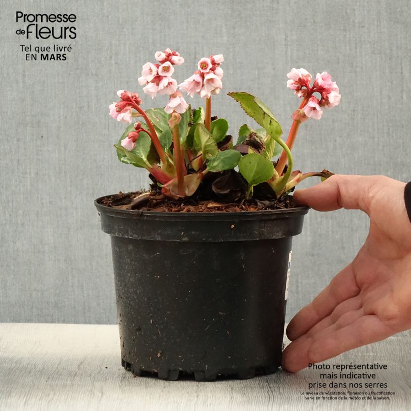 Exemplaar van Bergenia Harzkristall - Schoenlappersplant Pot van 2 l/3 l zoals geleverd in de lente
