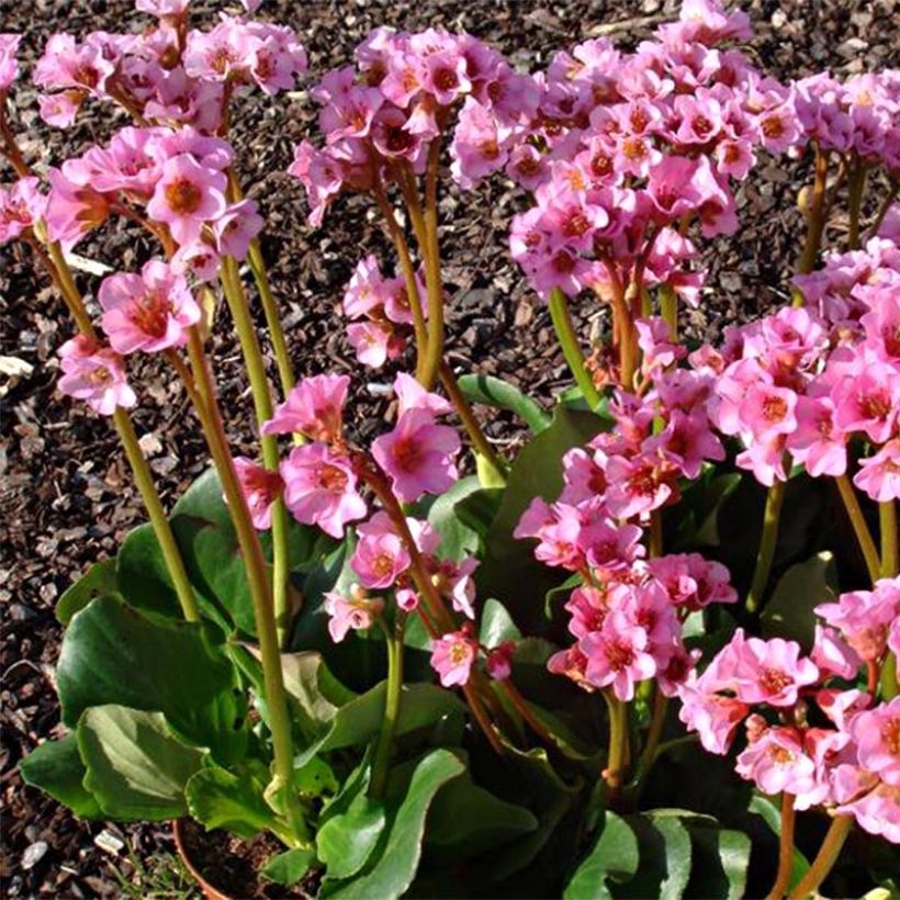 Bergenia Rosenkristall - Schoenlappersplant (Groeiplaats)