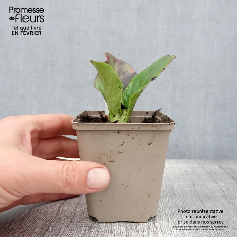 Example of Bergenia Ice Queen - Plante des savetiers Kweekpotje van 8/9 cm as you get in hiver