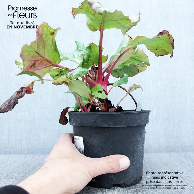 Exemplaar van Bergenia cordifolia Morgenrote - Schoenlappersplant Pot van 2 l/3 l zoals geleverd in de herfst
