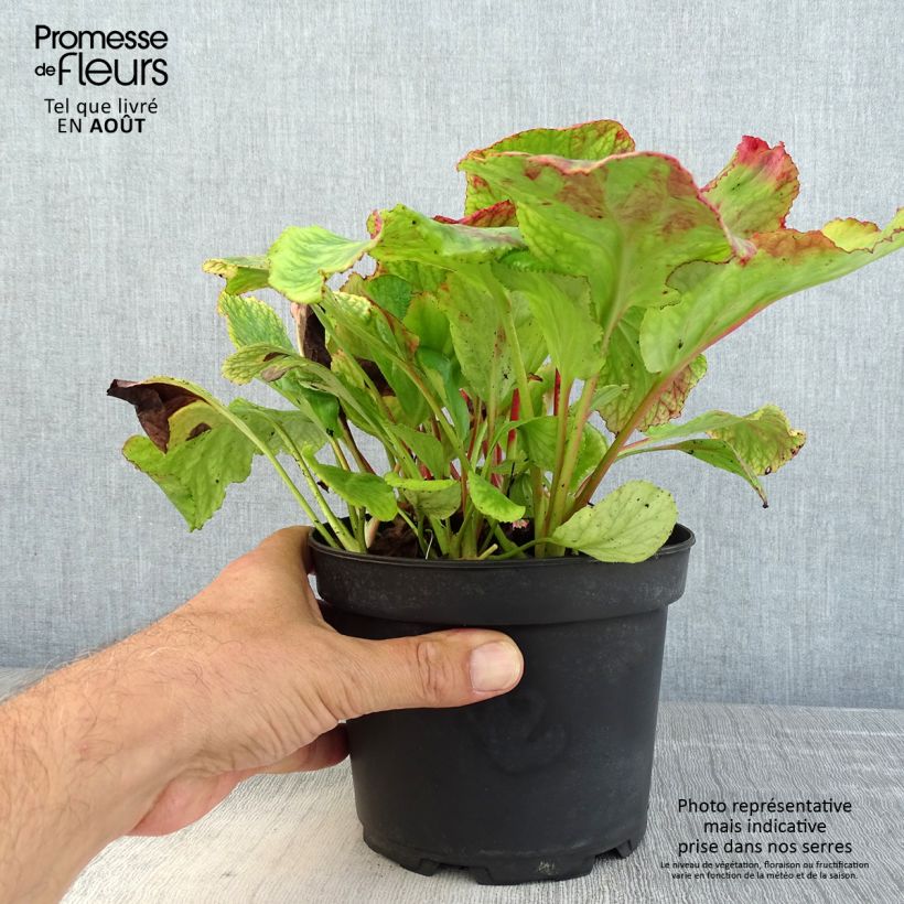 Exemplaar van Bergenia cordifolia Morgenrote - Schoenlappersplant Pot van 2 l/3 l zoals geleverd in de zomer
