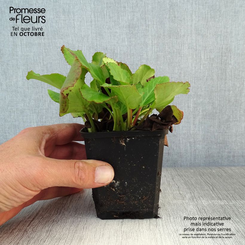 Exemplaar van Bergenia cordifolia Morgenrote - Schoenlappersplant Kweekpotje van 8/9 cm zoals geleverd in de herfst
