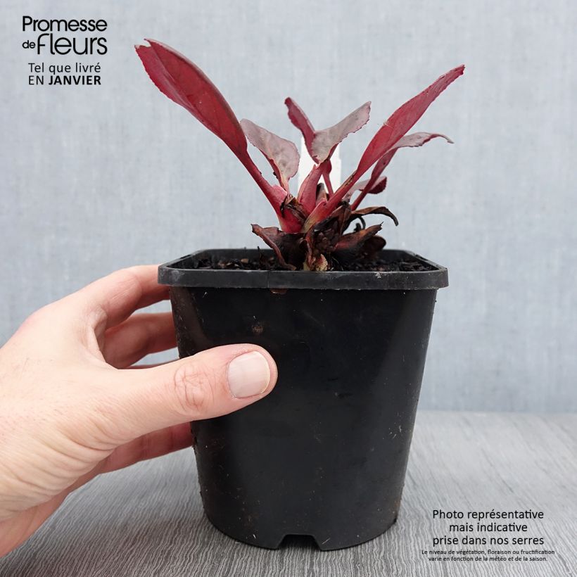 Example of Bergenia Ouvertüre Pot van 1,5 l/2 l as you get in hiver