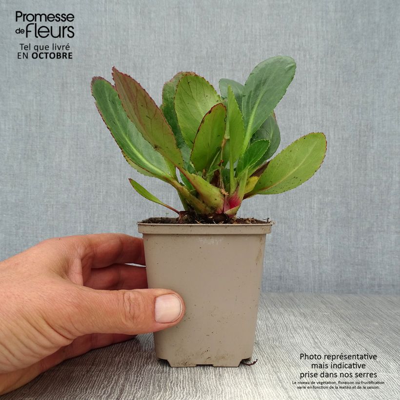 Exemplaar van Bergenia Pink Dragonfly - Schoenlappersplant Kweekpotje van 8/9 cm zoals geleverd in de herfst