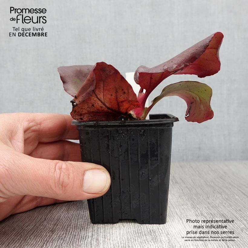 Exemplaar van Bergenia purpurascens - Schoenlappersplant Kweekpotje van 8/9 cm zoals geleverd in de herfst