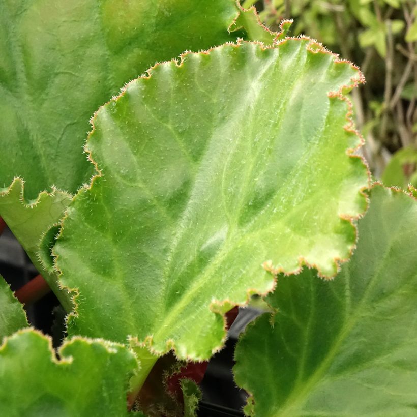 Bergenia Ripple Effect - Schoenlappersplant (Blad)