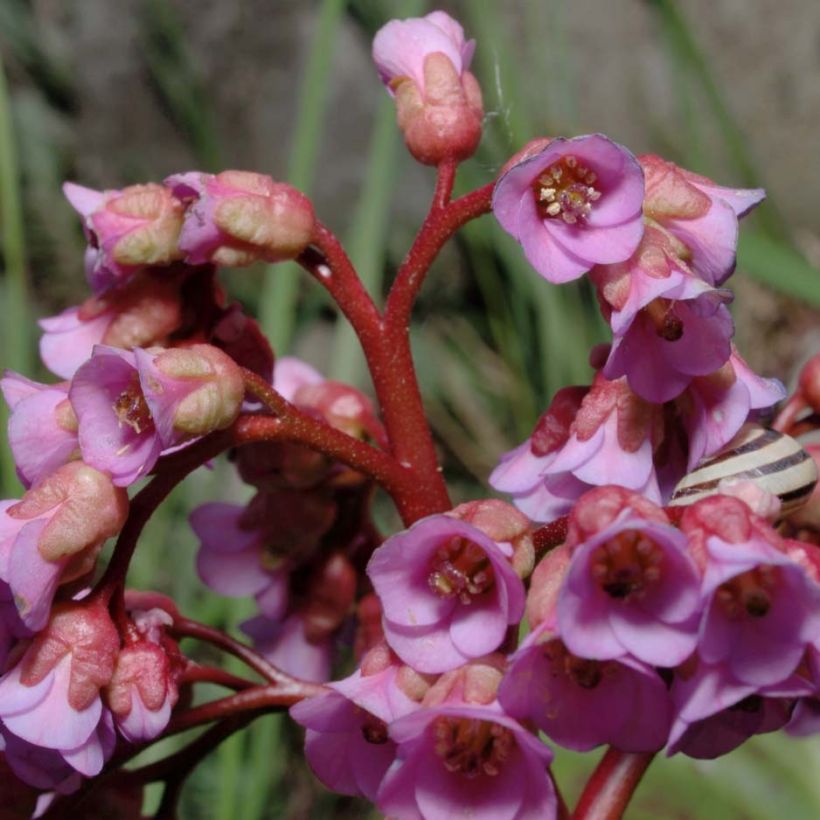 Bergenia schmidtii - Schoenlappersplant (Flowering)