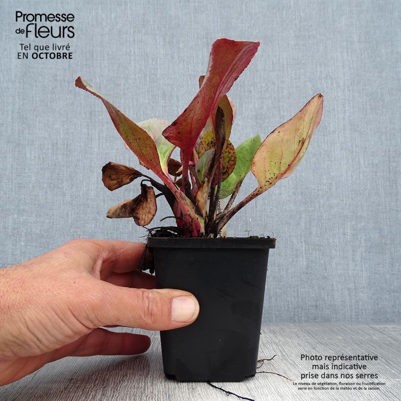 Exemplaar van Bergenia Winterglut - Schoenlappersplant Kweekpotje van 8/9 cm zoals geleverd in de herfst