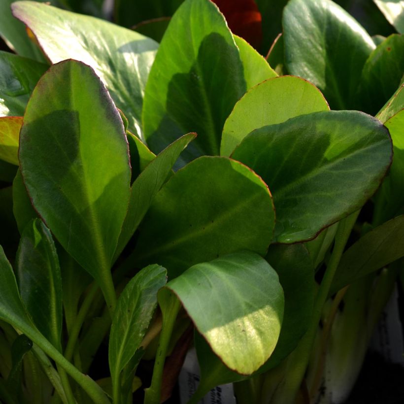 Bergenia Wintermarchen - Schoenlappersplant (Foliage)