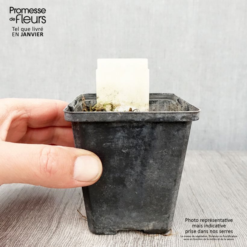 Example of Berula erecta - Berle dressée, Cresson sauvage Kweekpotje van 8/9 cm as you get in hiver