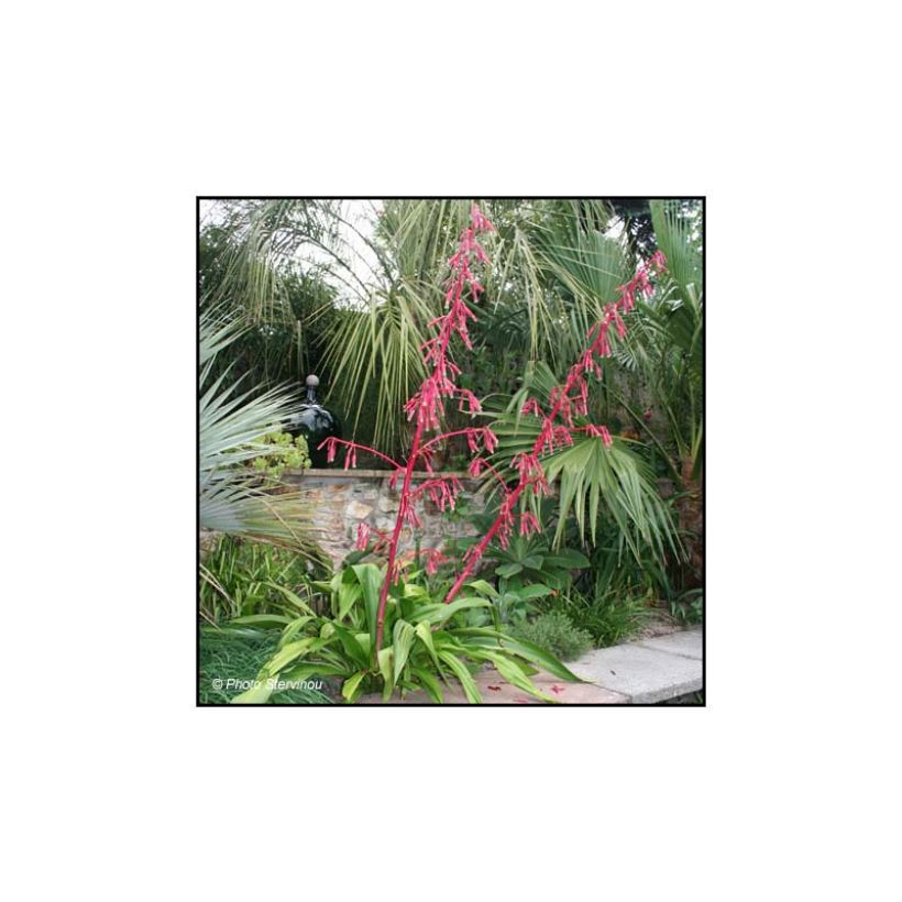 Beschorneria septentrionalis - Mexicaanse lelie (Plant habit)