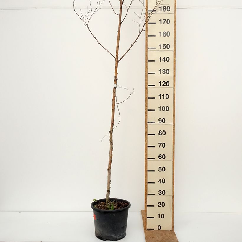 Exemplaar van Betula ermanii Holland - Goudberk Pot van 12 l/15 l zoals geleverd in de herfst