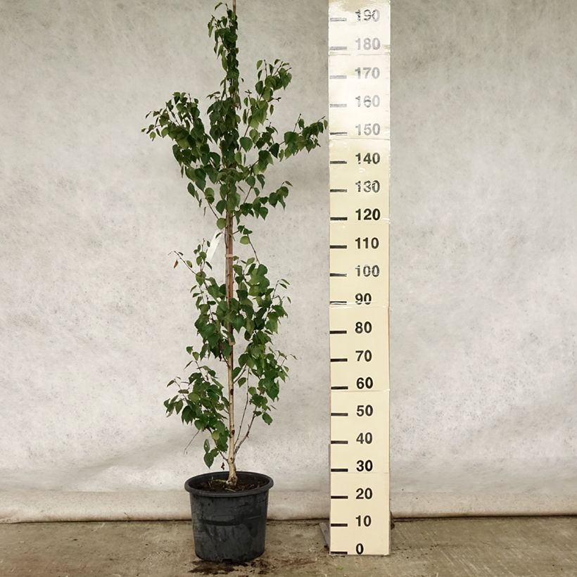 Exemplaar van Betula ermanii Holland - Goudberk Pot van 12 l/15 l zoals geleverd in de zomer