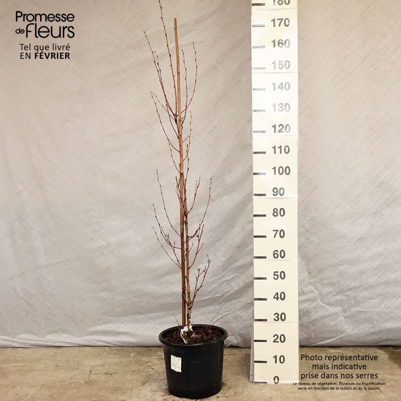 Example of Betula ermanii Holland - Bouleau d'Erman  Pot van 12 l/15 l as you get in hiver