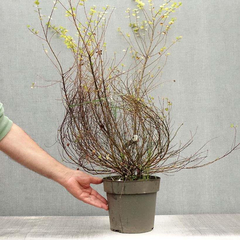 Exemplaar van Betula nana Golden Treasure - Dwergberk Pot van 3 l/4 l zoals geleverd in de zomer