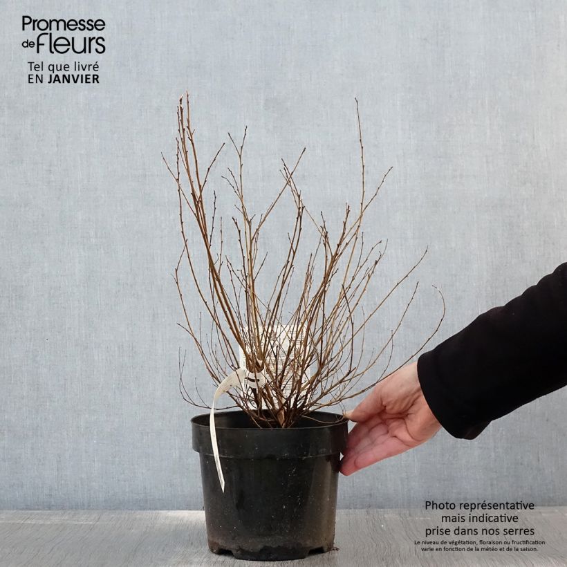 Example of Betula nana Golden Treasure - Dwergberk Pot van 3 l/4 l as you get in hiver