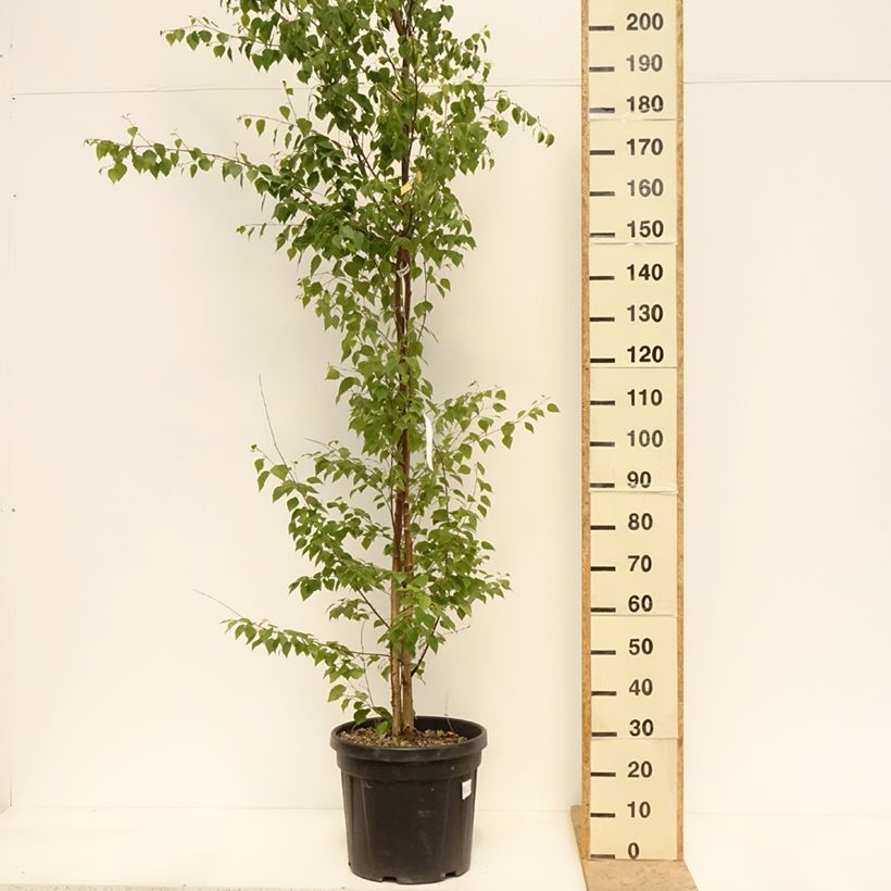 Exemplaar van Betula pendula - Ruwe berk Pot van 18 l/20 l zoals geleverd in de lente
