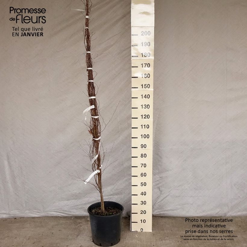 Example of Betula pendula - Ruwe berk Pot van 18 l/20 l as you get in hiver