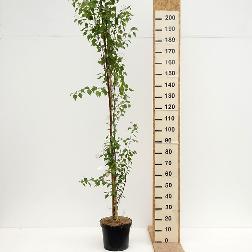 Exemplaar van Betula pendula Fastigiata - Ruwe berk Pot van 7,5 l/10 l zoals geleverd in de lente