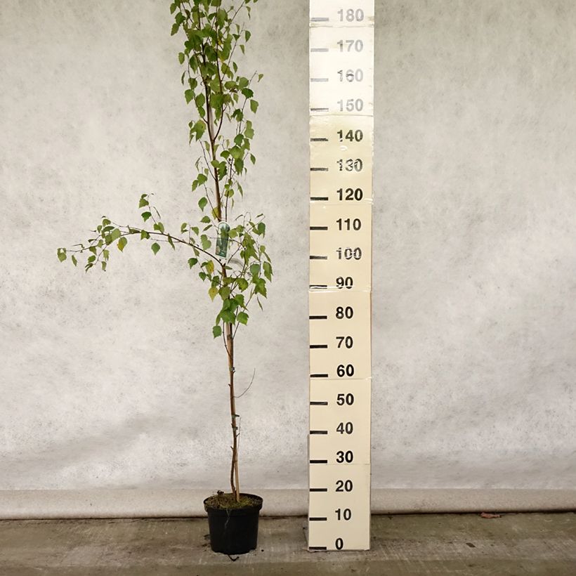Exemplaar van Betula pendula Fastigiata - Ruwe berk Pot van 3 l/4 l zoals geleverd in de zomer