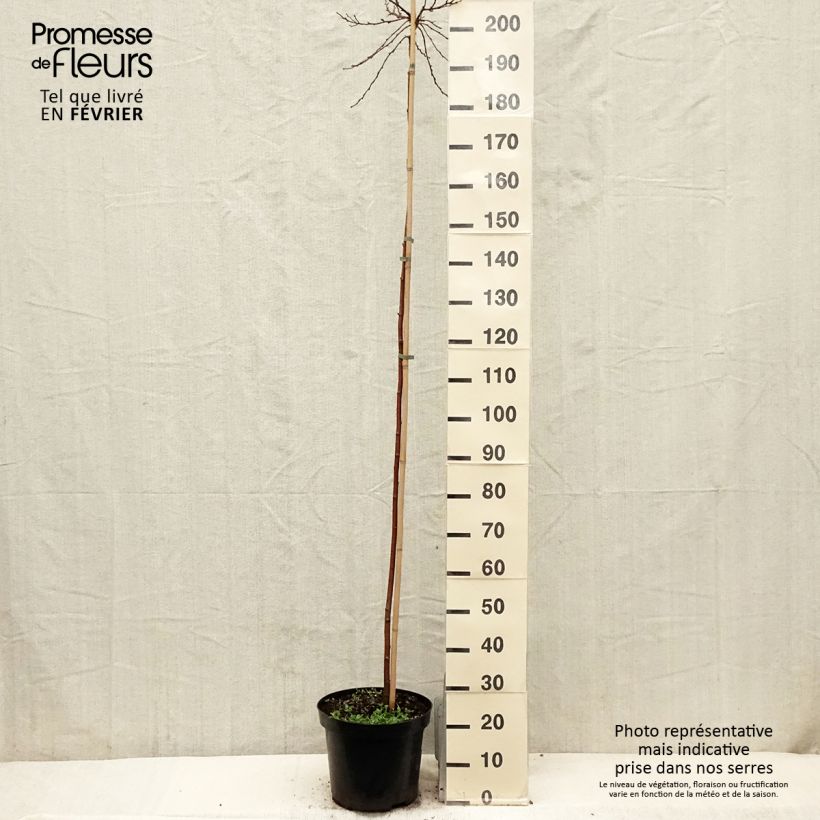 Example of Betula pendula Magical Globe - Bouleau commun Pot van 7,5 l/10 l as you get in hiver