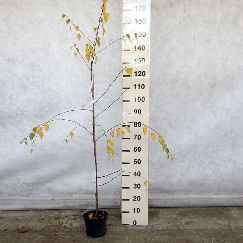 Exemplaar van Betula pendula Tristis - Ruwe berk Pot van 2 l/3 l zoals geleverd in de herfst