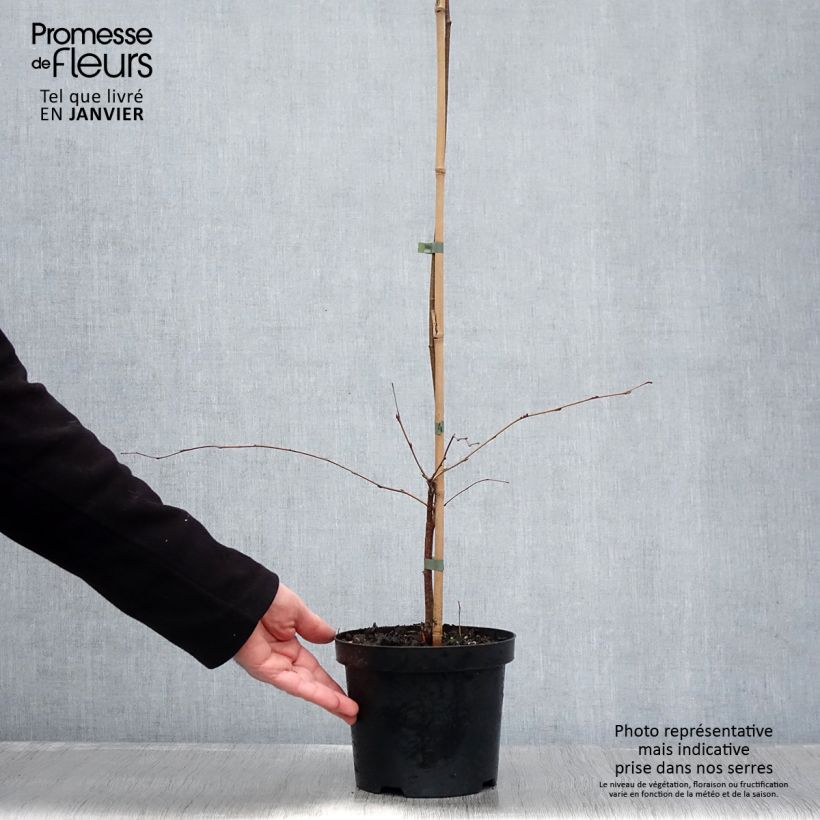 Example of Betula pendula Tristis - Bouleau pleureur Pot van 2 l/3 l as you get in hiver