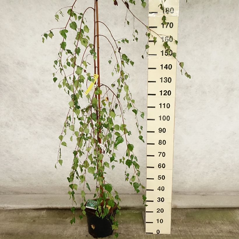 Exemplaar van Betula pendula Youngii - Ruwe berk Pot van 7,5 l/10 l zoals geleverd in de zomer