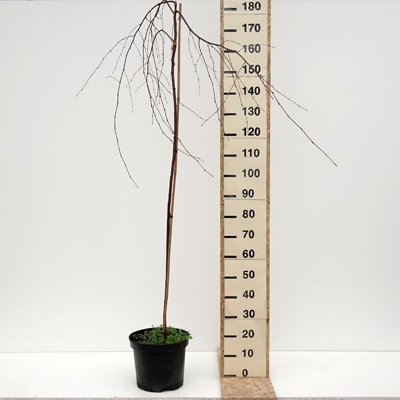 Example of Bouleau pleureur Youngii - Betula pendula Pot van 7,5 l/10 l as you get in hiver