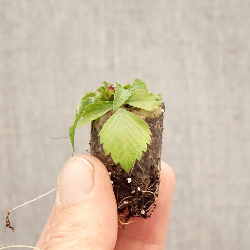 Exemplaar van Bidens Bee my Sunshine - Tandzaad Mini-mot Ø 3/4 cm zoals geleverd in de lente