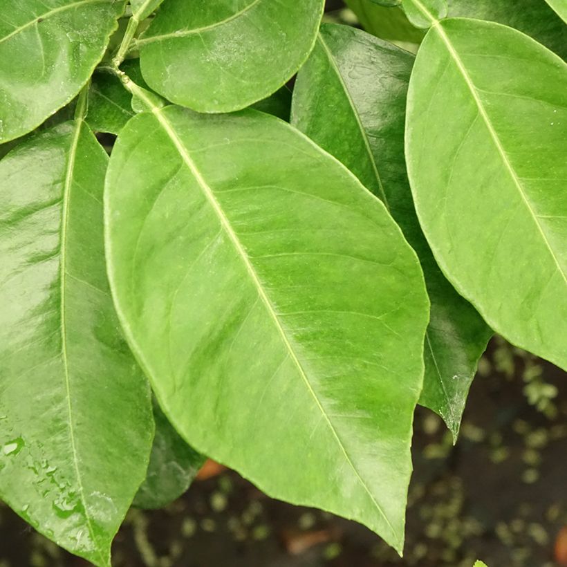 Zure sinaasappel (Blad)