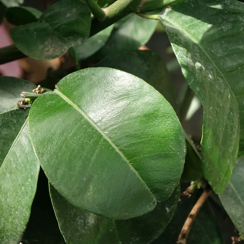 Citrus aurantium Bouquet de Fleur (Blad)
