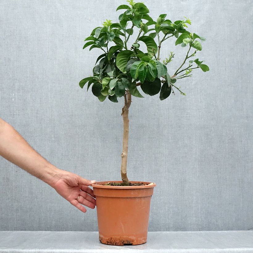 Exemplaar van Citrus aurantium Bouquet de Fleur Pot van 6 l/7 l, Kwartstam zoals geleverd in de zomer