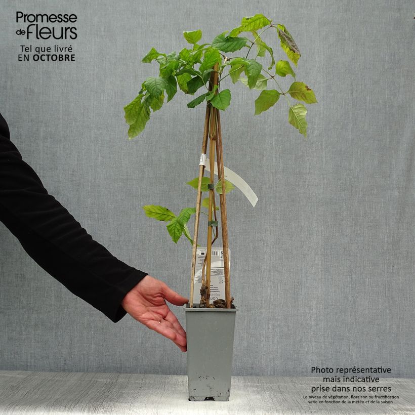 Exemplaar van Campsis tagliabuana Madame Galen - Trompetklimmer Pot van 2 l/3 l zoals geleverd in de herfst