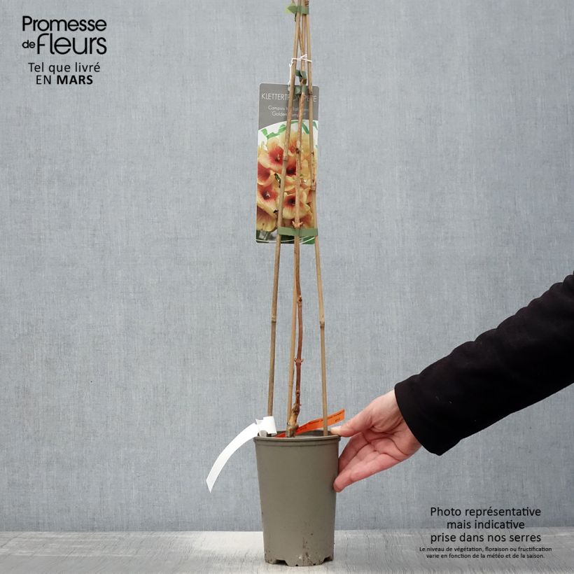 Exemplaar van Campsis tagliabuana Summer Jazz Gold - Trompetklimmer Pot van 2 l/3 l zoals geleverd in de lente