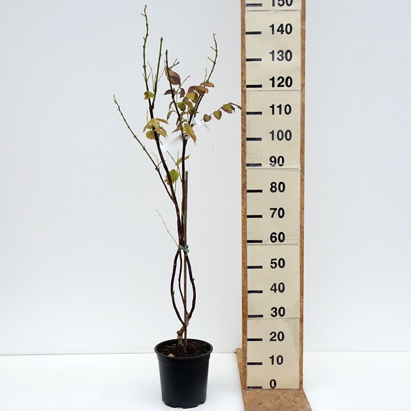 Example of Bignone - Campsis x tagliabuana Ebony & Red Pot van 4 l/5 l as you get in automne