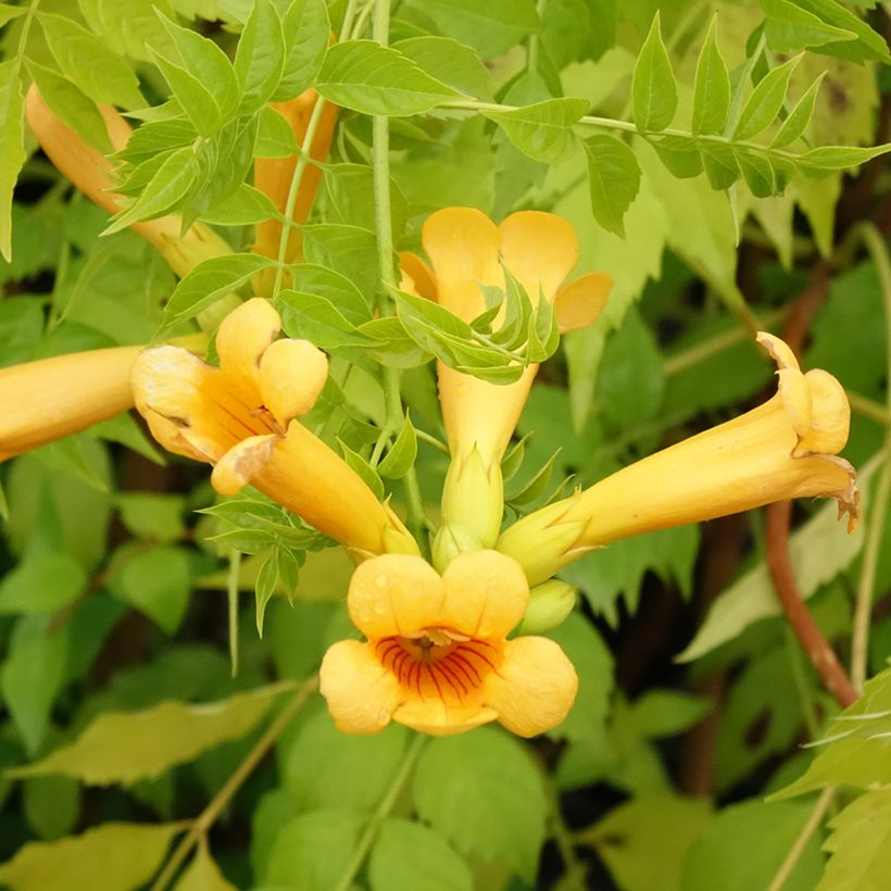 Campsis tagliabuana Golden Trumpet - Trompetklimmer (Flowering)