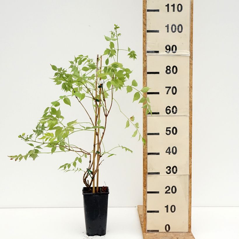Exemplaar van Campsis tagliabuana Golden Trumpet - Trompetklimmer Pot van 3 l/4 l zoals geleverd in de zomer